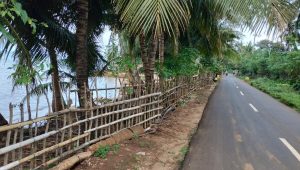 MERIS HANYA 1 METER LAGI! Abrasi Pantai Bantilan Kecamatan Kangayan Sumenep Sudah Dekat ke Jalan Raya, Ketua Pemuda Bantilan Desak  Segera Ada Penanganan
