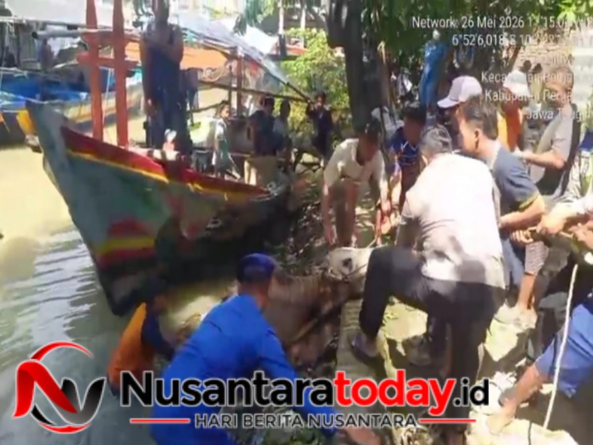 Sapi Kurban 400 Kg Terjun ke Sungai, Satpol Airud Polres Pemalang Turun Tangan Usai Warga Hubungi Call Center 110 6 IMG 20260526 125348