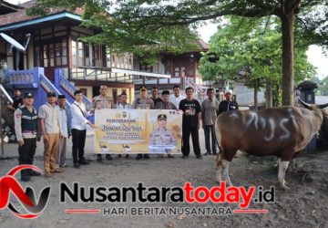 Wujud Nyata Kepedulian, Polda Sumsel Salurkan Sapi Kurban di OKU dan Muara Enim