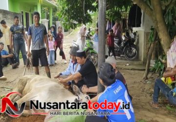 Penuh Kebersamaan, Masjid Al-Hasanah Tanjung Harapan Sembelih 10 Hewan Kurban