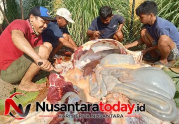 Peduli Kaum Dhuafa dan Anak Yatim, Paguyuban Amal Bakti Cibelok Bagikan Daging Kurban
