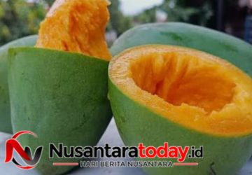 Menikmati Sensasi Mangga Istana Pemalang: Tak Sekadar Manis, Tapi Juga Unik Cara Makannya
