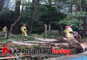 Lahan Hutan Wisata Punti Kayu Palembang Terbakar, Diduga Akibat Puntung Rokok 10 Lahan Hutan Wisata Punti Kayu Palembang Terbakar, Diduga Akibat Puntung Rokok
