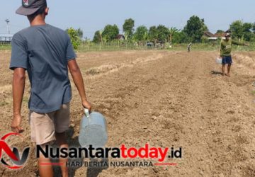Produktivitas di Balik Jeruji: Lapas Kendal Sulap Lahan Tidur Jadi Area Budidaya Gambas, Pare, dan Timun
