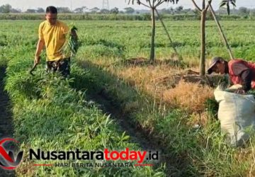 Mengajar Dengan Hati, Menanam Dengan Bukti Kisah Sukses Kepala SMP di Pemalang Tanam Kangkung Organik