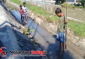 Berkah Surutnya Air: Keceriaan Bocah Pemalang Berburu Ikan Genus Rasbora di Saluran Irigasi Kering