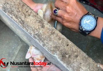 Dramatis Damkar Pemalang Berhasil Bebaskan Kepala Anak Kucing Terjepit di Saluran Air