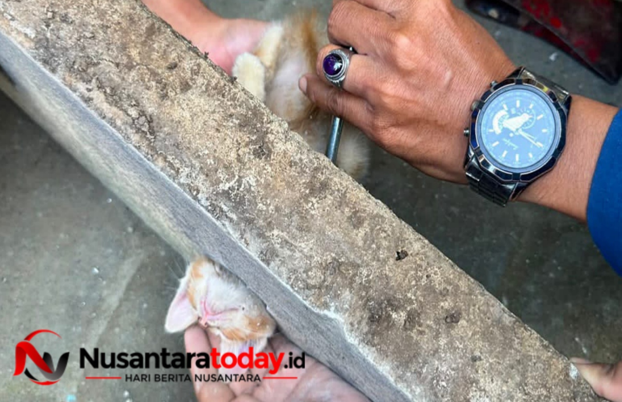 Dramatis Damkar Pemalang Berhasil Bebaskan Kepala Anak Kucing Terjepit di Saluran Air 6 IMG 20260710 201014
