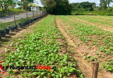 Satgas TMMD Ke-129 Kodim 0418/Palembang Bantu Warga Wujudkan Swasembada Pangan