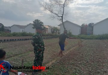 Satgas TMMD Ke-129 Kodim 0418/Palembang Kembangkan Lahan Ketahanan Pangan Terpadu Dukung Swasembada Pangan Warga