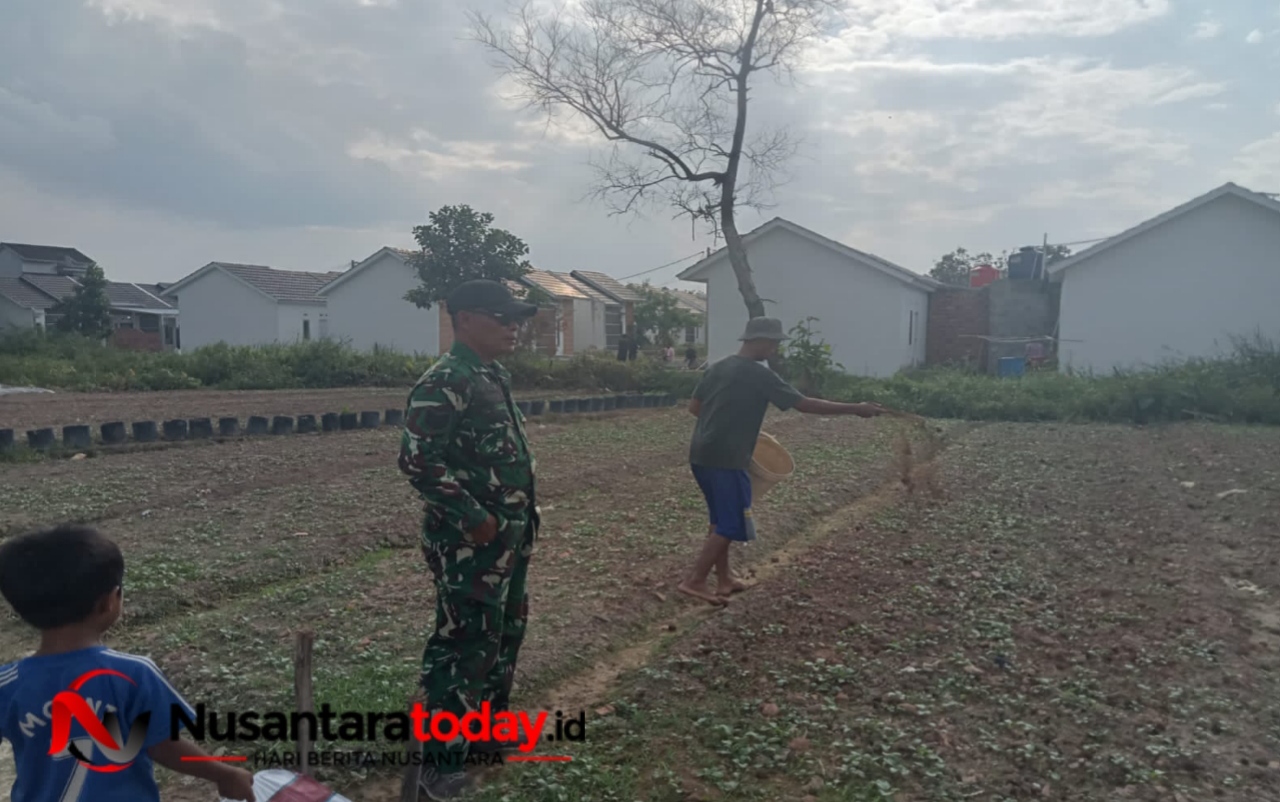 Satgas TMMD Ke-129 Kodim 0418/Palembang Kembangkan Lahan Ketahanan Pangan Terpadu Dukung Swasembada Pangan Warga 6 IMG 20260731 164032