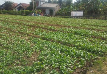Satgas TMMD ke-129 Kodim 0418/Palembang Rutin Rawat Tanaman Sawi dan Pakcoy Demi Ketahanan Pangan