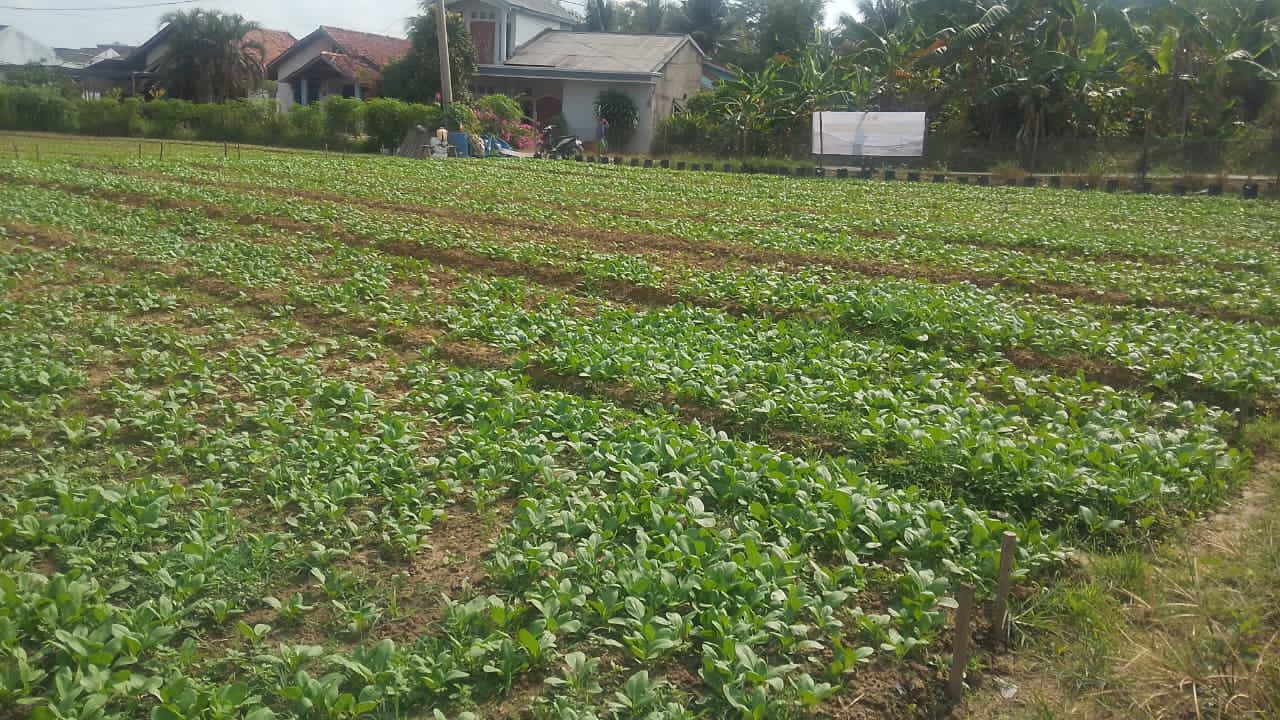 Satgas TMMD ke-129 Kodim 0418/Palembang Rutin Rawat Tanaman Sawi dan Pakcoy Demi Ketahanan Pangan 6 IMG 20260803 WA0062
