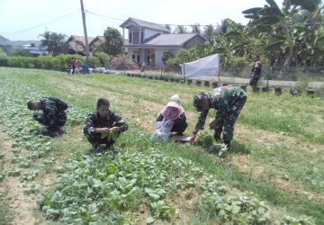 Memasuki Hari ke-24, Satgas TMMD ke-129 Kodim 0418/Palembang Panen Sawi Bersama Warga