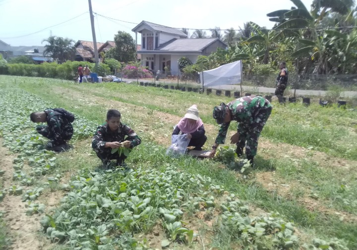 Memasuki Hari ke-24, Satgas TMMD ke-129 Kodim 0418/Palembang Panen Sawi Bersama Warga 6 IMG 20260808 WA0249