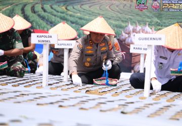 Dukung Swasembada Bawang Putih Nasional, Polda Sumsel Siapkan 81 Hektare Lahan