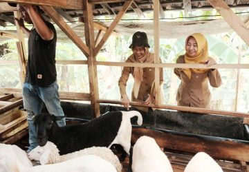 Distanparik Pemalang Turun ke Desa Longkeyang, Puluhan Ternak Dapat Layanan Kesehatan