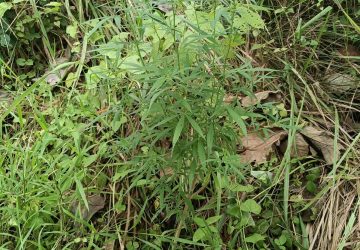 Polisi Bersama Masyarakat, Polsek Katibung Temukan Tanaman Diduga Ganja di Ladang Warga