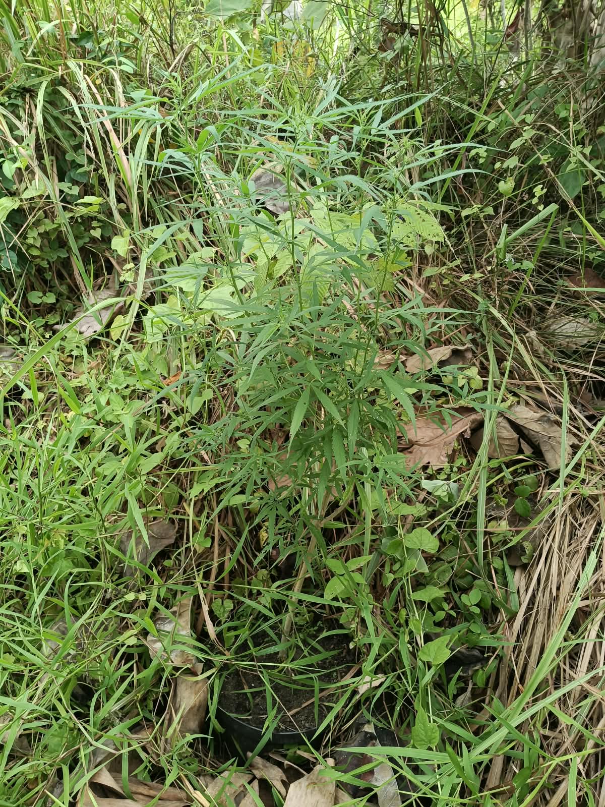 IMG 20261027 WA0267